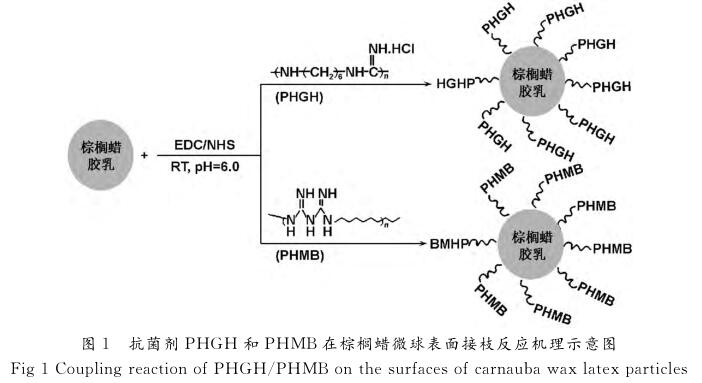 抗菌劑ＰＨＧＨ 和ＰＨＭＢ在棕櫚蠟微球表面接枝反應(yīng)機理示意圖